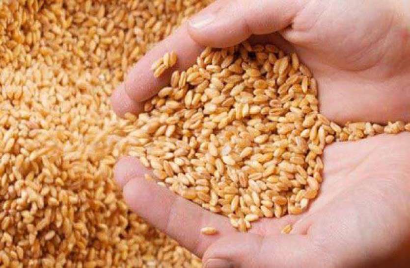 wheat in Rajasthan: राजस्थान में गेहूं का बफर स्टॉक की तैयारी wheat in Rajasthan: राजस्थान में गेहूं का बफर स्टॉक की तैयारी