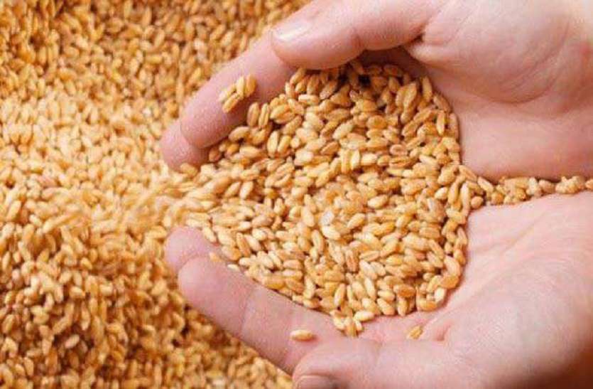 wheat in Rajasthan: राजस्थान में गेहूं का बफर स्टॉक की तैयारी