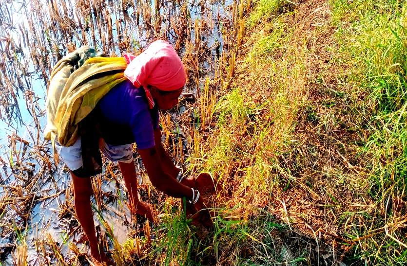 बेमौसम बारिश से बालोद जिले में धान की पूरी फसल बर्बाद, बीमा कवर नहीं मिलने से किसानों की परेशानी बढ़ी बेमौसम बारिश से बालोद जिले में धान की पूरी फसल बर्बाद, बीमा कवर नहीं मिलने से किसानों की परेशानी बढ़ी