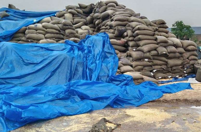 Thousands of quintals of wheat were drenched after rain in government wheat procurement center Reethi. गेहूं के सुरक्षित भंडारण में बड़ी लापरवाही, बारिश के बाद हजारों क्विंटल गेहूं भीगा
