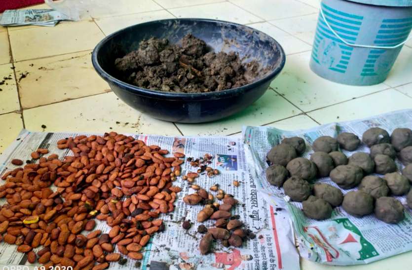 ऑक्सीजन सहेजने पूरा परिवार जुटा है हजारों सीड बॉल बनाने, क्योंकि ये जानते हैं जीवन के लिए पेड़ कितना है जरूरी...