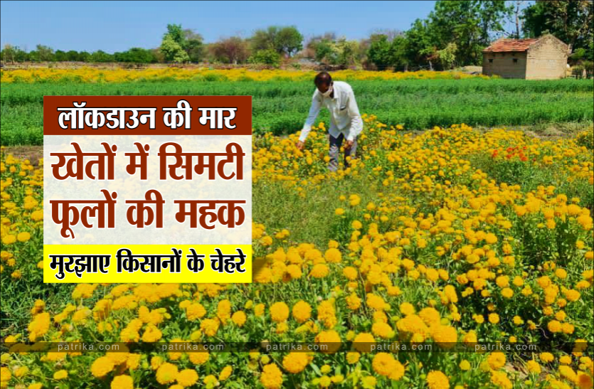 flower1.png लॉकडाउन की मार : खेतों में सिमटी फूलों की महक, मुरझाए किसानों के चेहरे