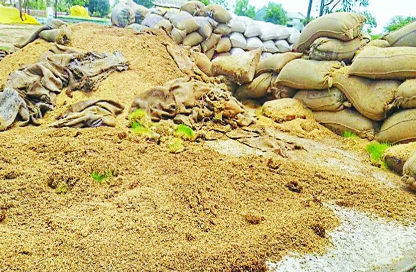 बेमौसम बारिश की भेंट चढ़ गया धान, होना लगा अंकुरित बेमौसम बारिश की भेंट चढ़ गया धान, होना लगा अंकुरित