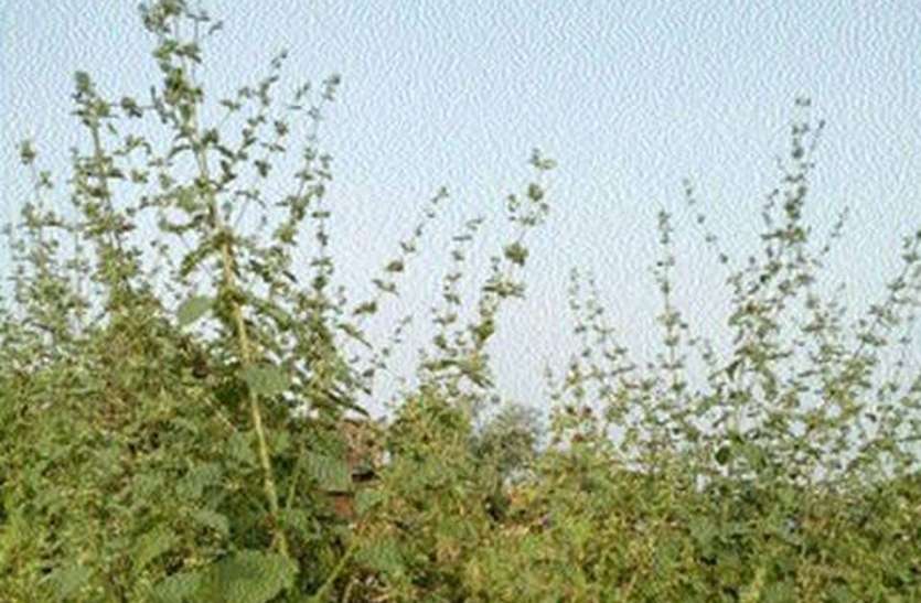 कांठल में घास को लील रही खरपतवार कांठल में घास को लील रही खरपतवार