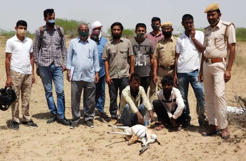 चिंकारा हरिण शिकार के आरोप में दो गिरफ्तार चिंकारा हरिण शिकार के आरोप में दो गिरफ्तार