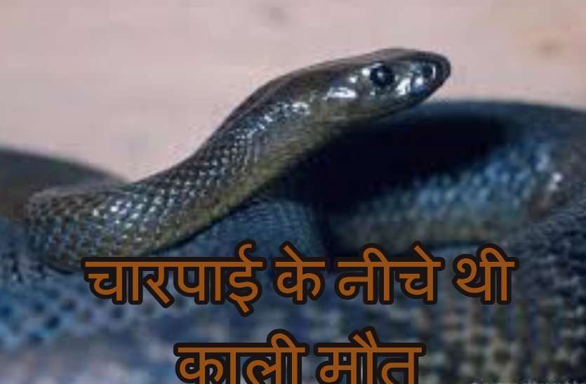 Cannon snake माता-पिता के साथ सोए मासूम बेटे की थम गई सांसें, देखा तो चारपाई के नीचे लेटी थी काली मौत