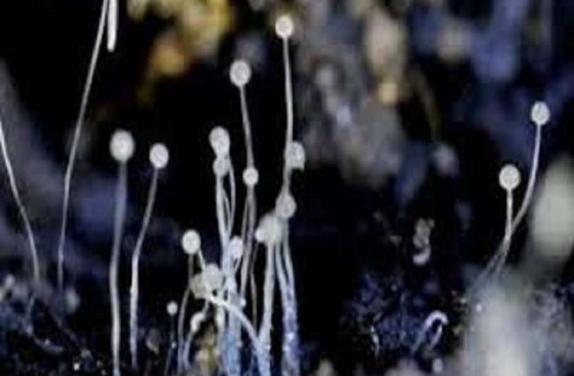 Is it possible to get black fungus without Covid-19 infection? Expert answers क्या बगैर कोरोना संक्रमित व्यक्ति को हो सकता है ब्लैक फंगस?