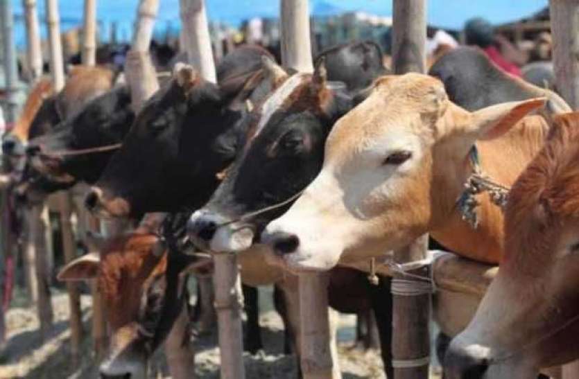 Assam will be the 22nd state to bring the Cow Protection Bill Cow Protection Bill लाने वाला 22 वां राज्य होगा Assam, पांच महीने पहले कर्नाटक लेकर आया था कानून