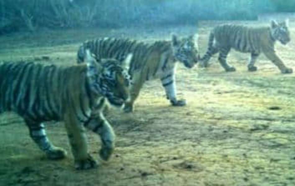 Panna Tiger Reserve
