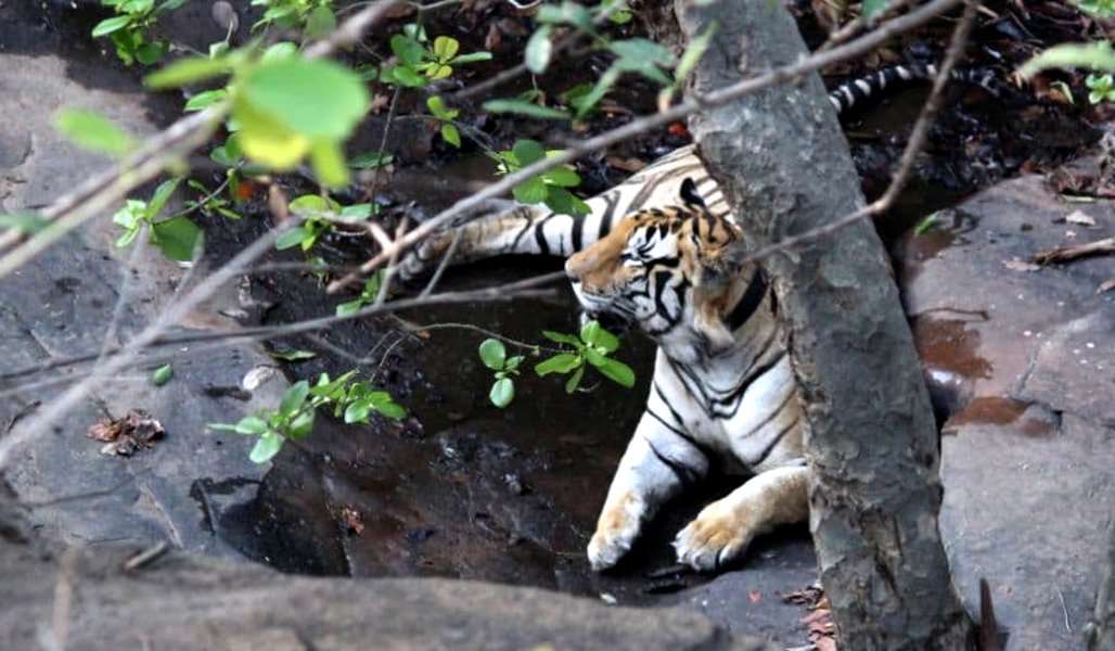 Panna Tiger Reserve