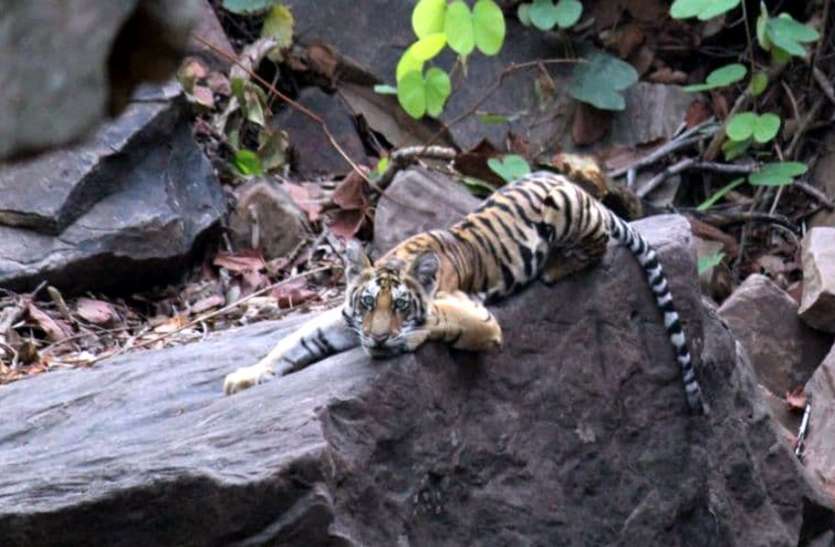 Panna Tiger Reserve इंसानों जैसी मिसाल : बाघिन की मौत से अनाथ हुए चार शावकों को पिता बाघ ने लिया साथ