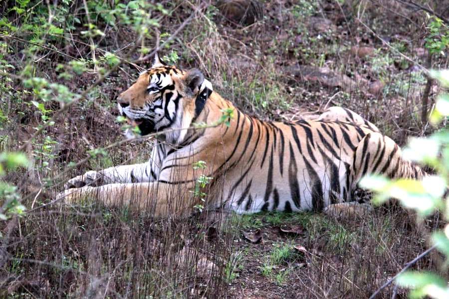 Panna Tiger Reserve