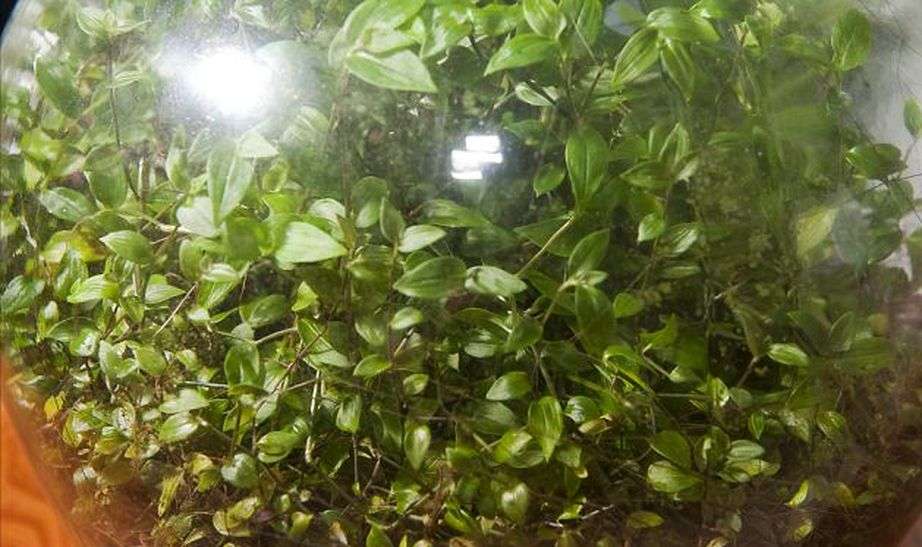 61 साल पुराना 'बोतल गार्डन', 40 साल से नहीं डाला पानी