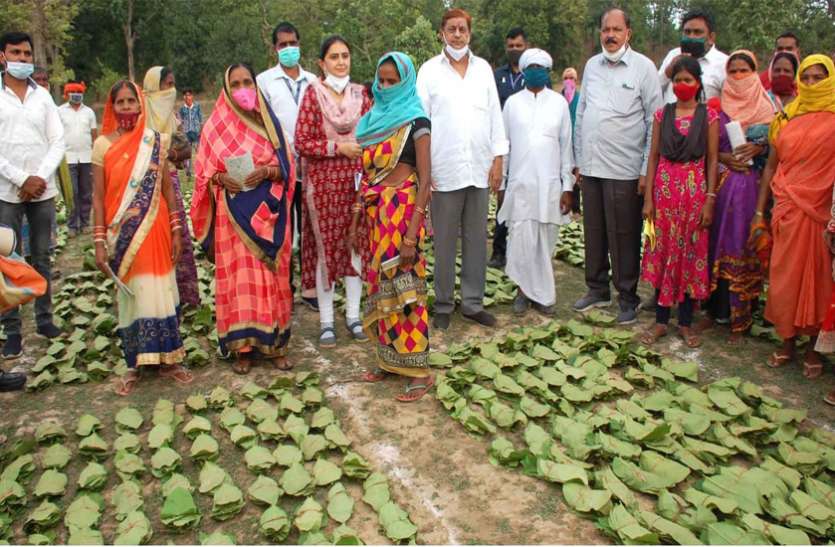 01_2.jpg तेन्दूपत्ता संग्रहण से कोरोना संकट के बावजूद संग्राहकों का जीवकोपार्जन हुआ आसान