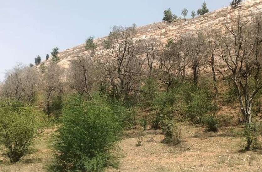 कदम्ब के वृक्षों से बनी कांटोली की पहचान कदम्ब के वृक्षों से बनी कांटोली की पहचान
