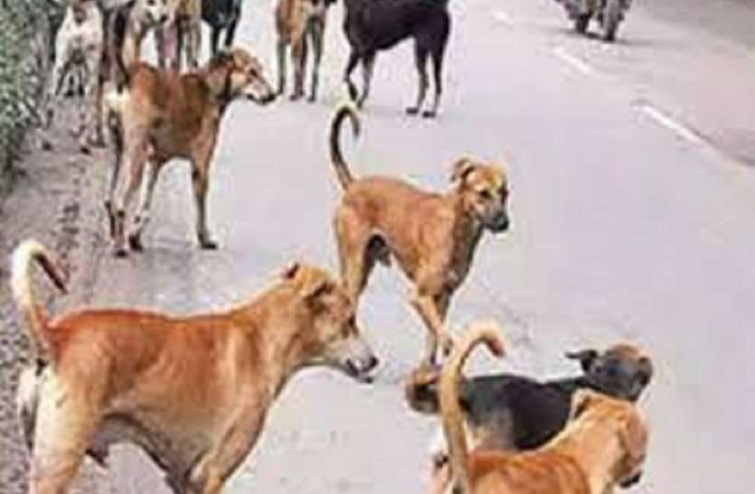 Fire stations directed to take care of stray animals दमकल केन्द्र आवारा जानवरों के लिए मुहैया कराएंगे खाना