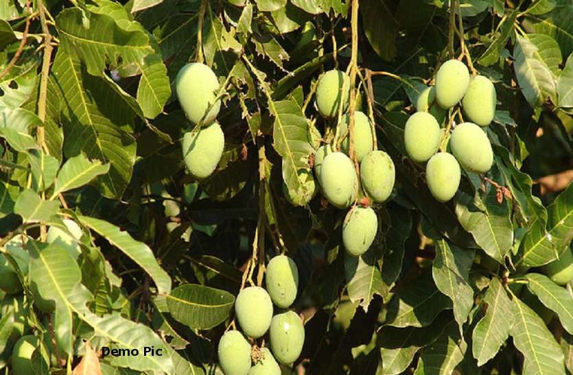 a4_1.jpg घर के बाहर लगे पेड़ से चार आम तोड़ना पड़ा भारी, गुस्साए रिश्तेदार ने व्यापारी को उतारा मौत के घाट