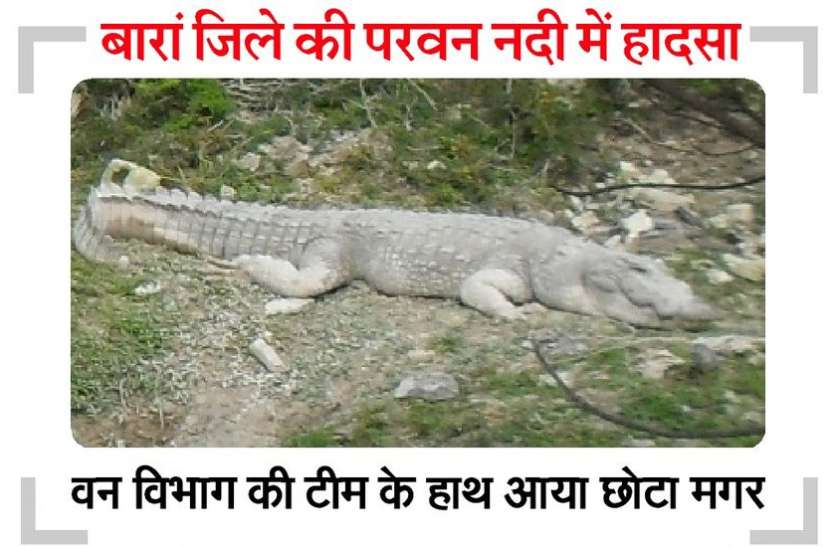 मगरमच्छ ने ली नहाते हुए बालक की जान मगरमच्छ ने ली नहाते हुए बालक की जान