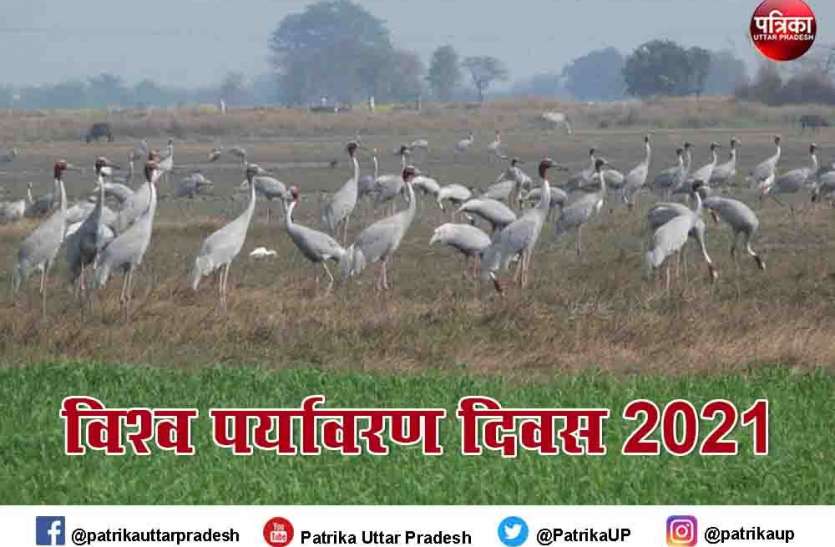 मोहब्बत के प्रतीक सारस को नया जीवन देगा समान पक्षी विहार मोहब्बत के प्रतीक सारस को नया जीवन देगा समान पक्षी विहार