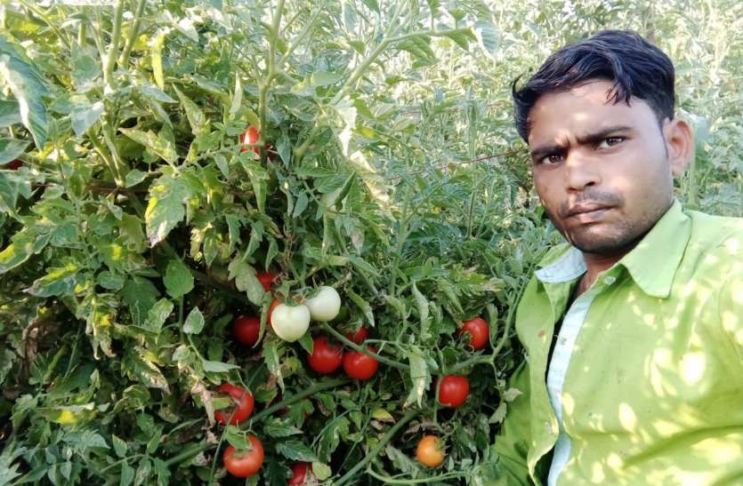 #मिशन मध्यप्रदेश-2.0#आधा बीघा में टमाटर की खेती से कमाए एक लाख रुपए #मिशन मध्यप्रदेश-2.0#आधा बीघा में टमाटर की खेती से कमाए एक लाख रुपए