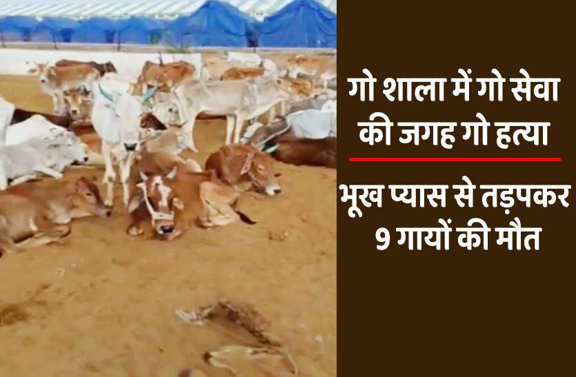 hoshangabad_gaushala.jpg कर्मचारी ने काम छोड़ा, चार दिन गोशाला में लावारिस रही गायें, भूख प्यास के कारण 9 गायों ने तोड़ा दम