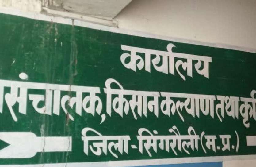 Farmer are being cheated in name of improved quality seed in Singrauli व्यापारियों के भरोसे छोड़ दिए गए किसान, बीज की गुणवत्ता पर गौर नहीं