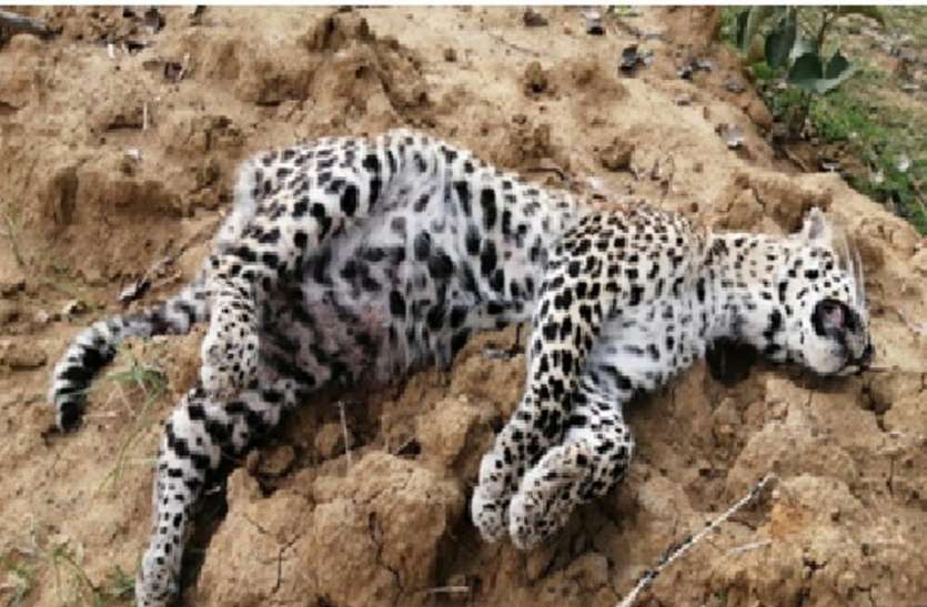 Which vehicle collided with the leopard that died? किस वाहन की टक्कर से हुई तेंदुए की मौत?