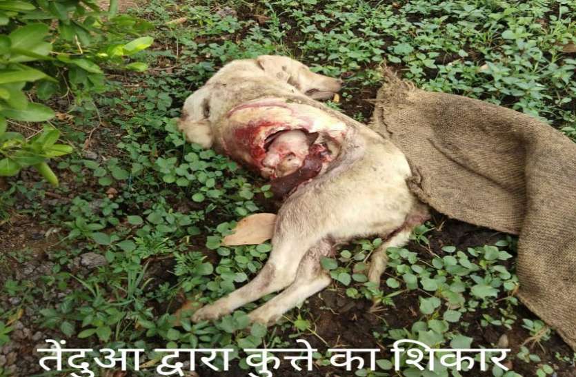 अधिकारियों के रहवासी क्षेत्र में पहुंचा तेंदुआ, मचा हडक़ंप अधिकारियों के रहवासी क्षेत्र में पहुंचा तेंदुआ, मचा हडक़ंप