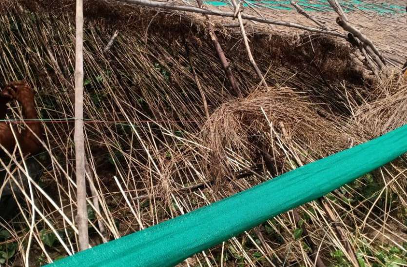 उमस से बढ़ाई बेचैनी छतरपुर में बूंदाबांदी, लवकुशनगर में ओले गिरे