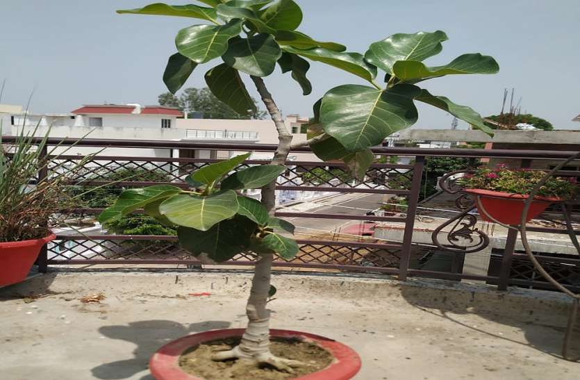 वट सावित्री व्रत के अवसर अयोध्या में बरगद का पौधा रोपित करेंगे सुहागिने वट सावित्री व्रत के अवसर अयोध्या में बरगद का पौधा रोपित करेंगे सुहागिने