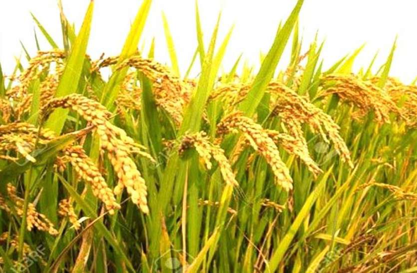 हनुमानगढ़: कृषि निर्यात प्रोत्साहन योजना के प्रति किसान व व्यापारी दिखा रहे उत्साह, क्रियान्वयन को लेकर कल होगी बैठक हनुमानगढ़: कृषि निर्यात प्रोत्साहन योजना के प्रति किसान व व्यापारी दिखा रहे उत्साह, क्रियान्वयन को लेकर कल होगी बैठक
