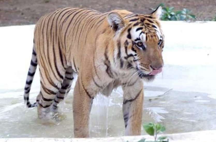नहीं रही शाम्भवी नहीं रही शाम्भवी
