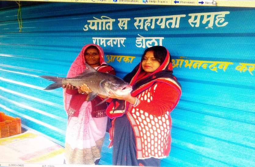 Fish farming in 23 hundred ponds of the district, 7 thousand metric to जिले की 23 सौ तालाबों में मछली पालन, प्रतिवर्ष 7 हजार मीट्रिक टन उत्पादन