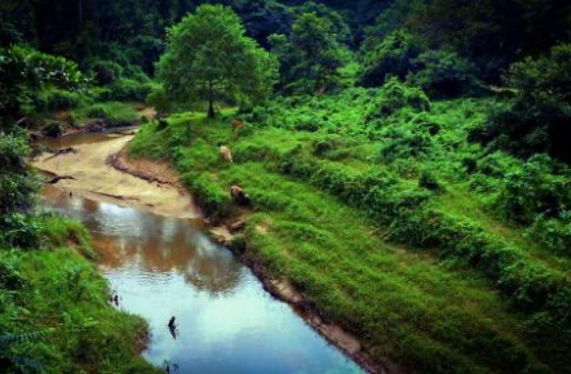 Assam gets seventh National park dehing patkai Assam का सातवां नेशनल पार्क बना देहिंग-पटकाई, एक हफ्ते में दो राष्ट्रीय उद्यानों की घोषणा