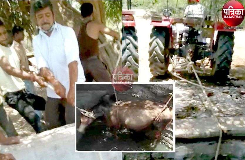 50 फीट गहरे कुएं में गिरा सांड, तोड़ी कुएं की दीवार, दो ट्रैक्टरों की मदद से सांड को रस्सों से बांधकर निकाला बाहर 50 फीट गहरे कुएं में गिरा सांड, तोड़ी कुएं की दीवार, दो ट्रैक्टरों की मदद से सांड को रस्सों से बांधकर निकाला बाहर