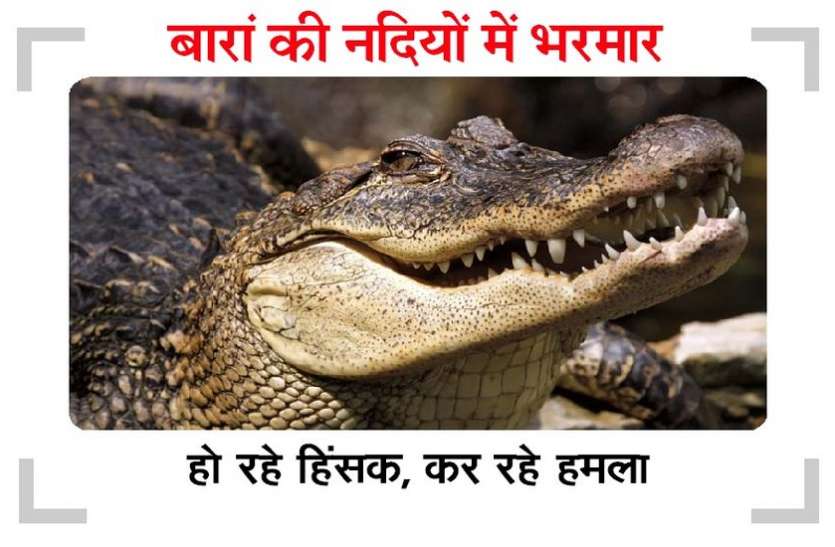 भोजन और पानी नहीं मिल रहा तो हिंसक हो रहे हैं मगरमच्छ भोजन और पानी नहीं मिल रहा तो हिंसक हो रहे हैं मगरमच्छ