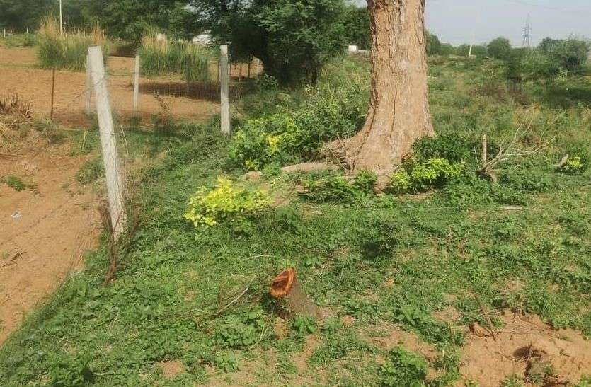 भूमाफियाओं ने मोक्षधाम में पेड़ों पर चलाई कुल्हाड़ी भूमाफियाओं ने मोक्षधाम में पेड़ों पर चलाई कुल्हाड़ी