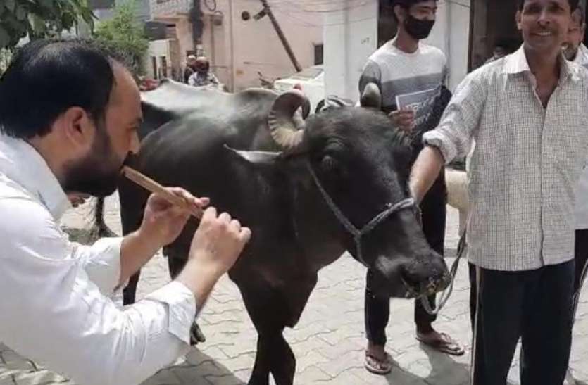 screenshot_from_2021-06-10_12-09-21.jpg भैंस के आगे बीन बजा रहे कांग्रेस कार्यकर्ता, पूरा मामला जानकर लोग भी कर रहे समर्थन