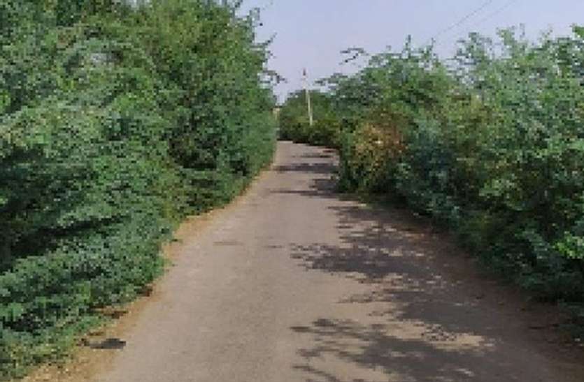 दुर्घटनाओं को निमंत्रण देते घुमावदार सड़क के बबूल दुर्घटनाओं को निमंत्रण देते घुमावदार सड़क के बबूल