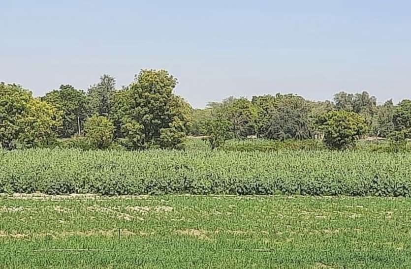 पालियाली में बाजरे की संकर किस्म का प्रक्षेत्र दिवस आयोजित पालियाली में बाजरे की संकर किस्म का प्रक्षेत्र दिवस आयोजित