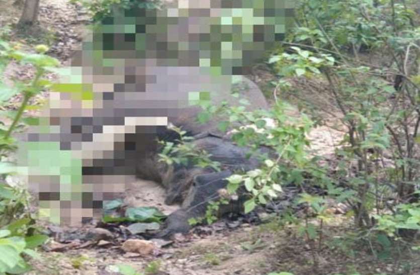 elephant_1.jpg एक और हाथी की मौत, जंगल में मिली सड़ी-गली लाश, रेंजर समेत वन अमला बेखबर