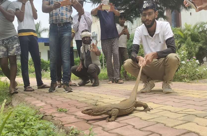 goh.jpg बदहवास घर पहुंची बालिका, बोली- मुझे बहुत बड़ी छिपकली ने दौड़ाया, सबने जाकर देखा तो...