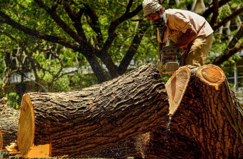 heritage tree in Maharshtra महाराष्ट्र: 50 वर्ष या उससे अधिक आयु वाले वृक्षों को मिलेगा विरासत का दर्जा