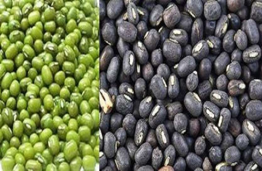 ग्रीष्मकालीन मूंग व उड़द अब किसान मूंग-उड़द खरीद को इस तिथि तक करा सकते हैं रजिस्ट्रेशन