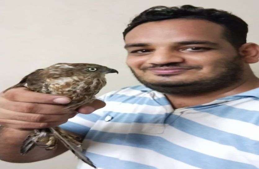 Shikra rare bird Shikra bird price in India बहुत दुर्लभ है ये पक्षी , यहां आया नजर