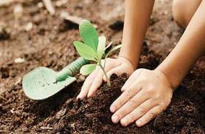 plant price in surat vapi plantation news इस नंबर पर करें कॉल, तुरंत मिल जाएगा मनपसंद पौधा