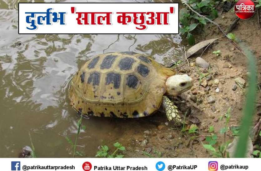 Sal Tortoise केवल चंबल सेंक्चुरी में मिलते हैं दुर्लभ 'साल कछुए', बढ़ रही इनकी संख्या, जानें खासियत
