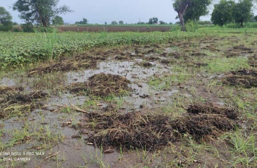 1301nsp4.jpg प्री मानसून की बारिश बनी आफत खेतों में रखी करोड़ों की मूंग हुई खराब