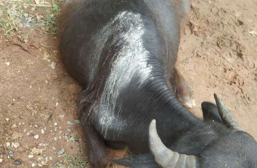 Movement of tiger in village boundary, attack on cattle गांव की सीमा में बाघ का मूवमेंट, मवेशियों पर किया हमला