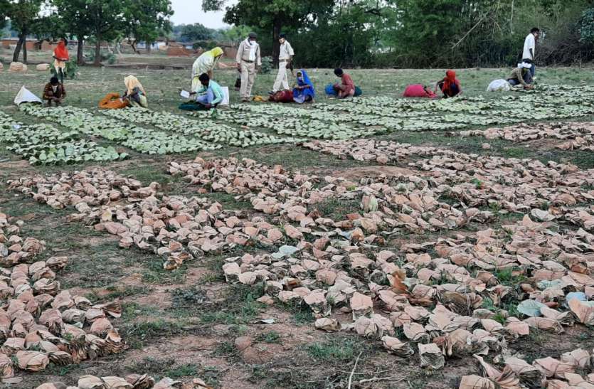 70 thousand collectors are getting employment due to the harvesting of तेंदुपत्ता की तुड़ाई से 70 हजार संग्राहकों को मिल रहा रोजगार, दो माह के कार्य में 8-10 हजार की आय